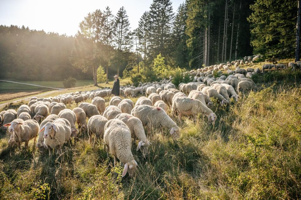 Schäfer mit Schafherde
